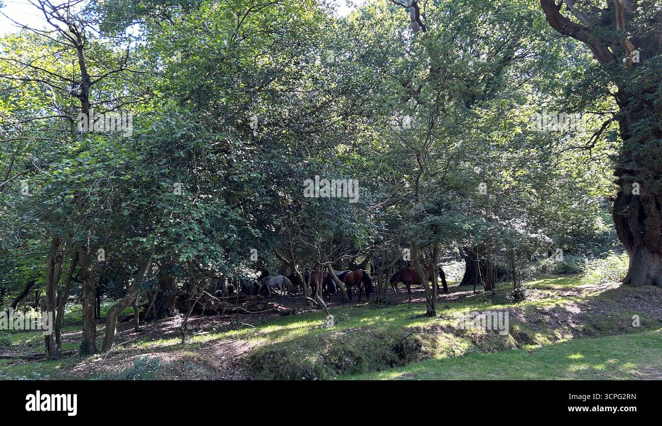 New Forest ponies sheltering from the sun under the trees in the New Forest, UK - Smartphone Captured Stock Image