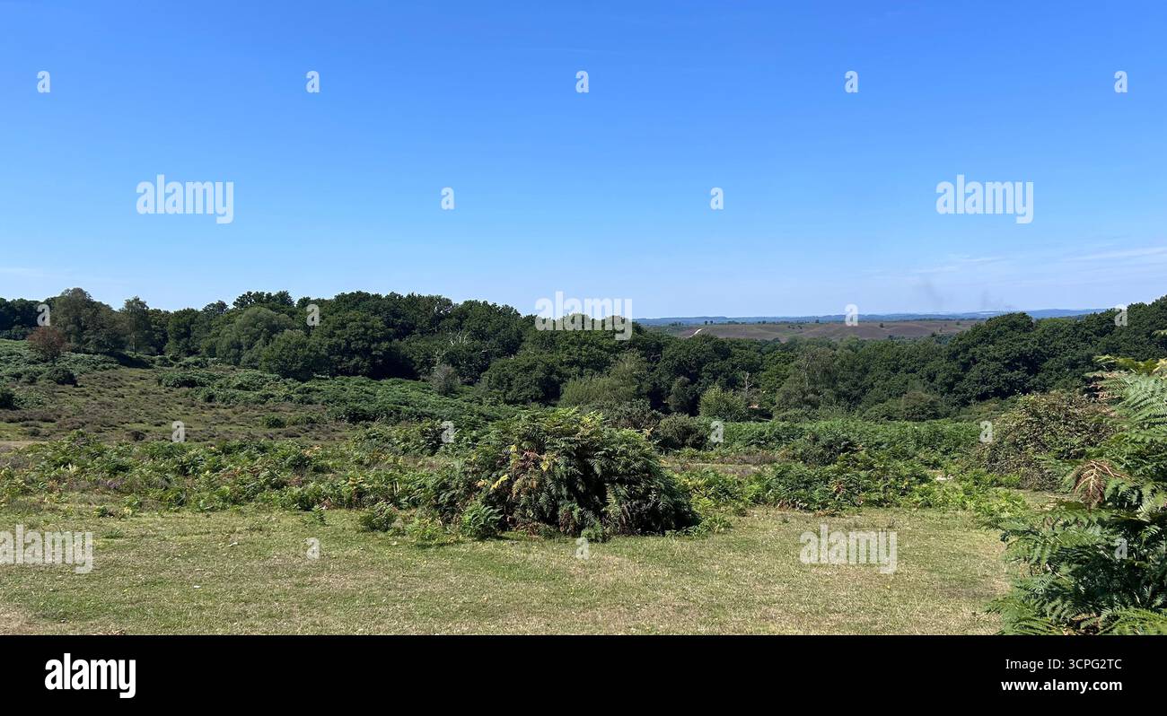 Summer heathland views in the New Forest, UK - Smartphone Captured Stock Image