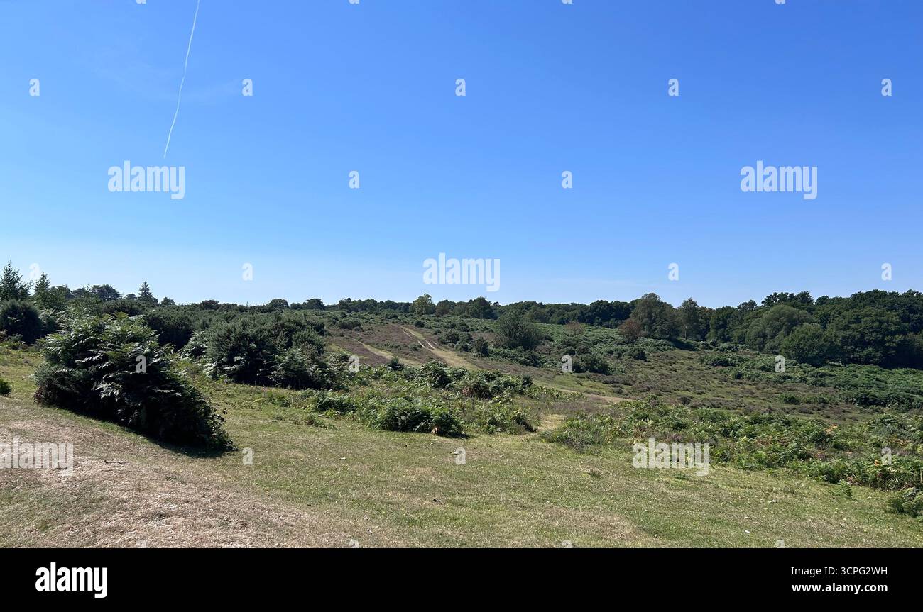 Summer heathland views in the New Forest, UK - Smartphone Captured Stock Image