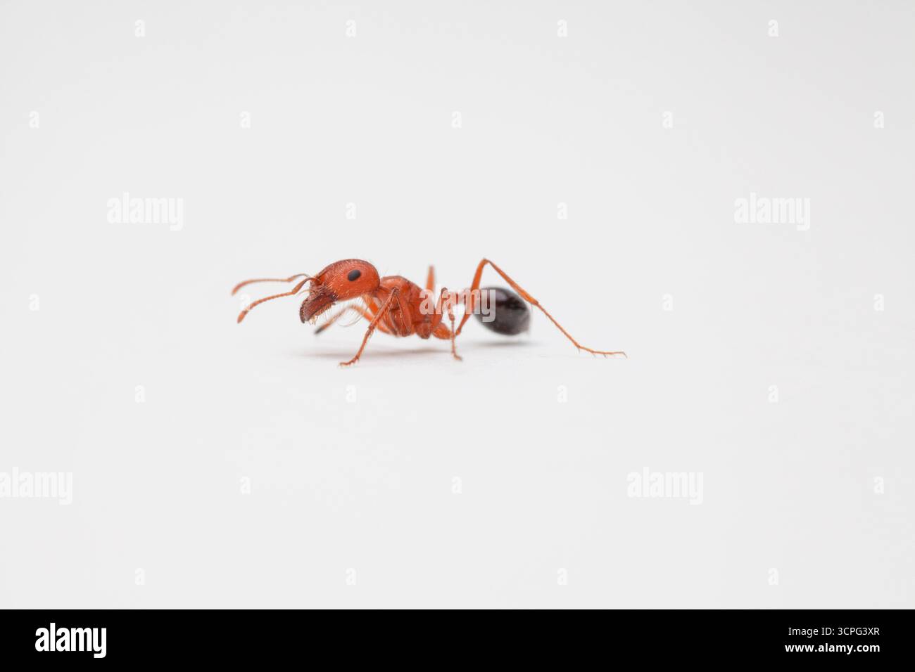 Close-up of worker ant facing left on solid white backdrop Stock Photo