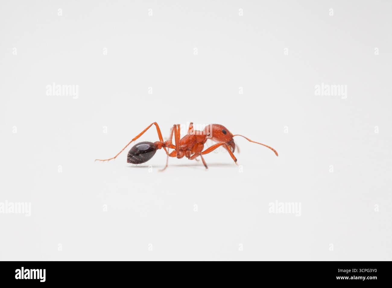 Army ant hi-res stock photography and images - Alamy