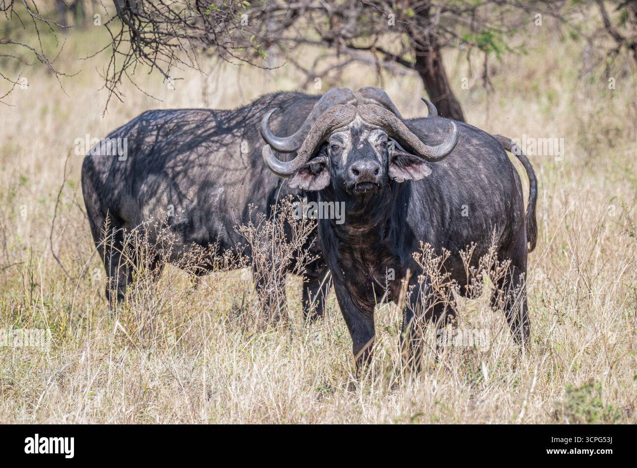 Buffalo, looking at the camera, Serengeti National Park, Tanzania, Africa Stock Photo