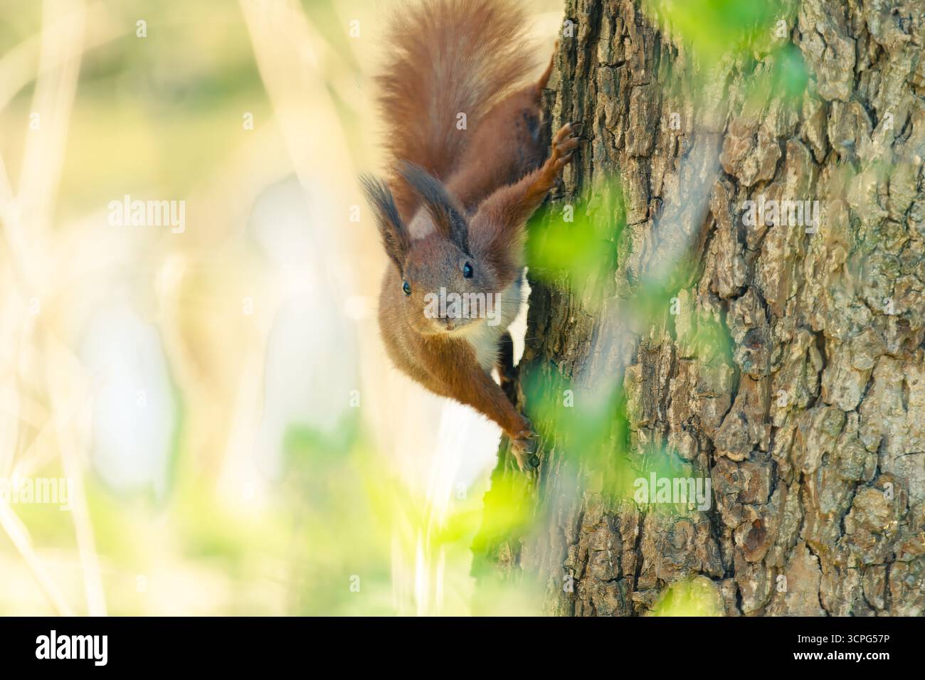 Red squirrel on tree Stock Photo