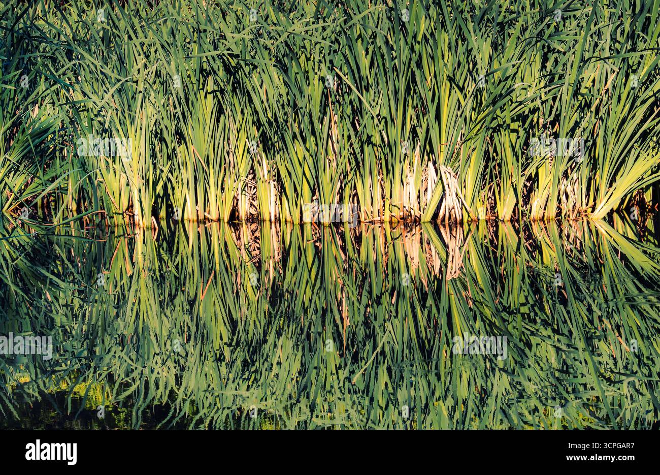 Water Conservation Reeds Reeds in water hi-res stock photography and images - Alamy