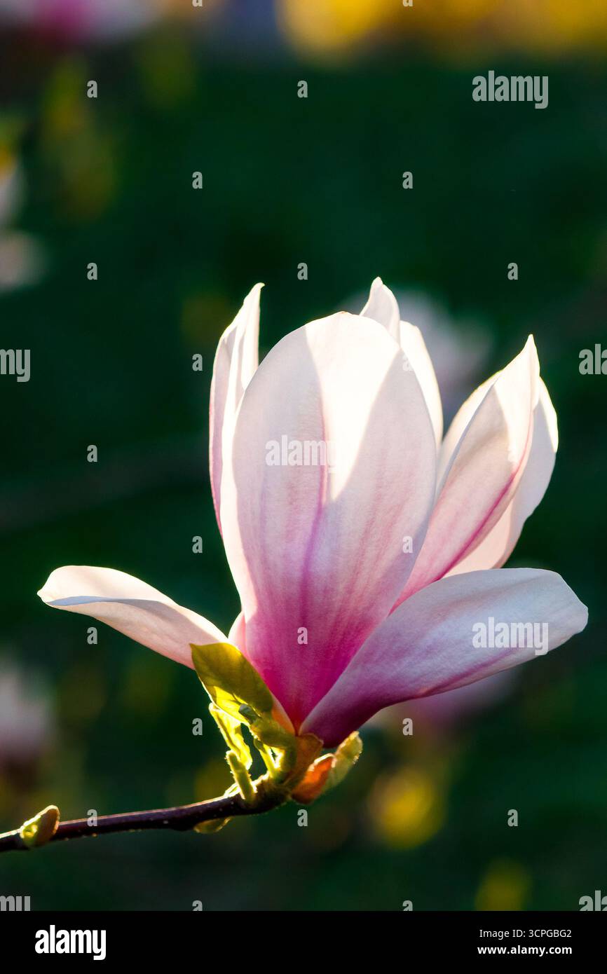 magnolia tree blooming in springtime. beautiful pink flowers of soulangeana bathing in sunlight. warm april weather Stock Photo