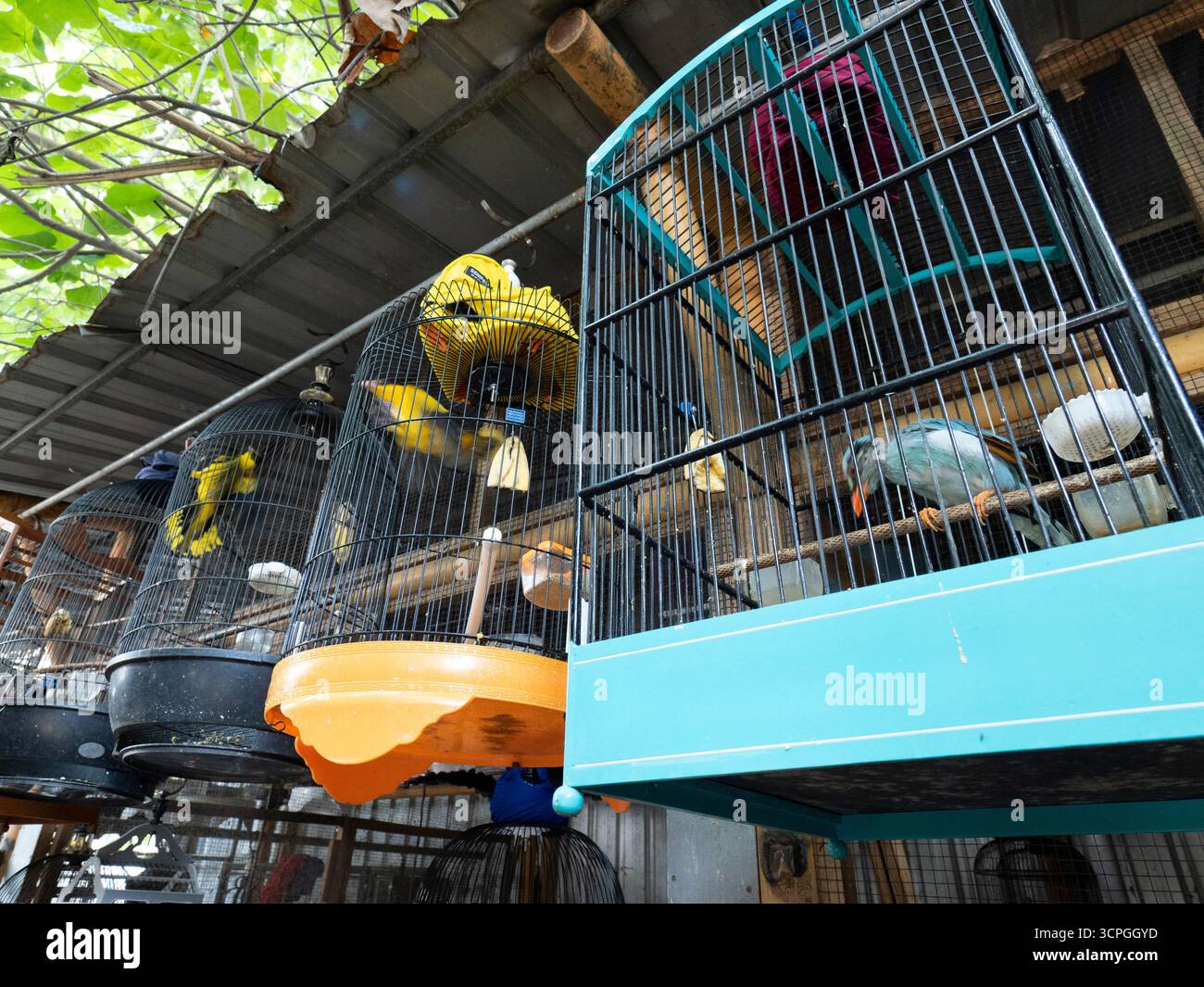 Bird Market, West Lombok, Indonesia Stock Photo