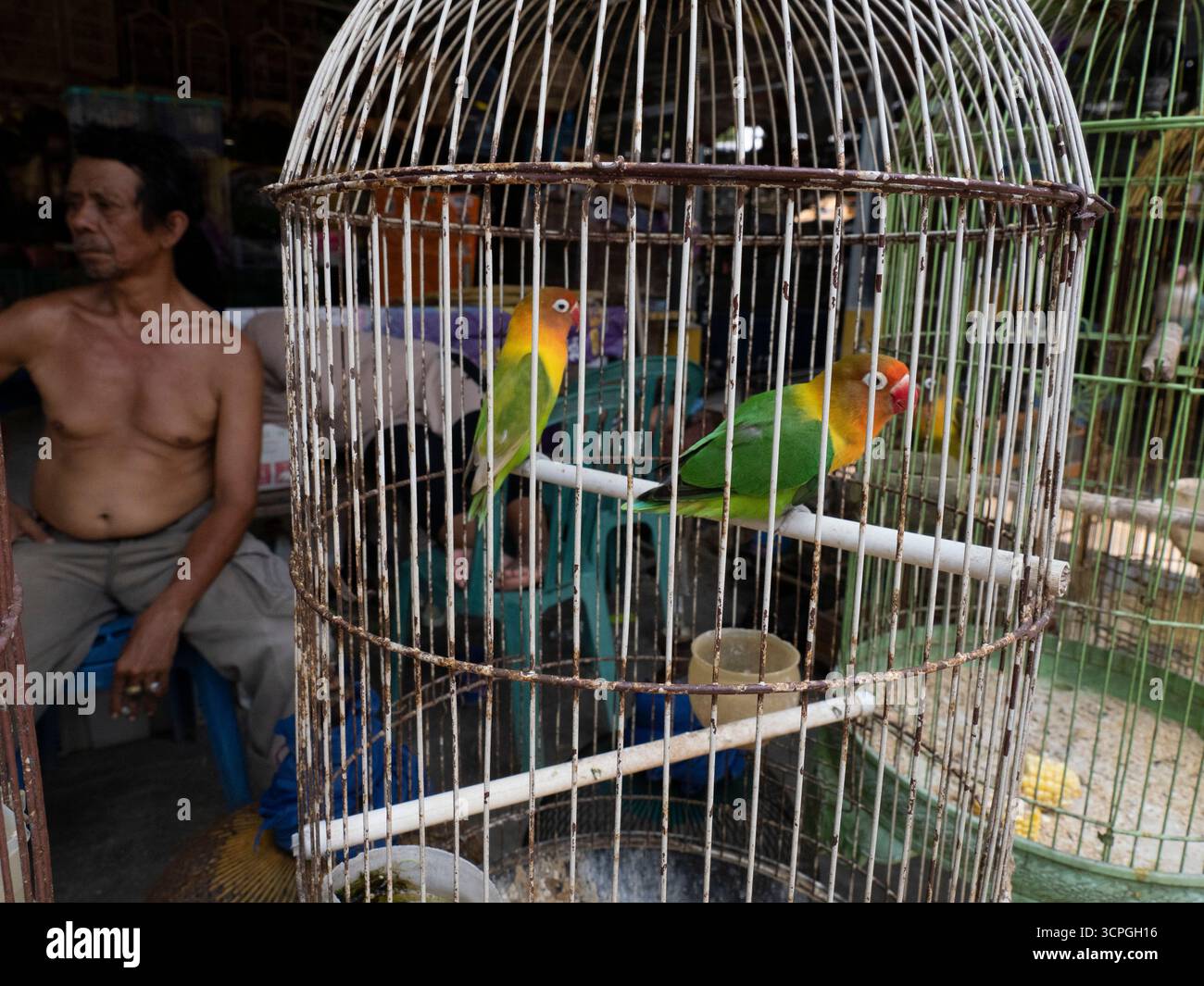 Bird Market, West Lombok, Indonesia Stock Photo