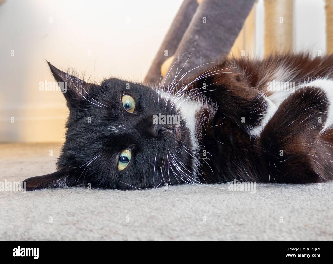 Close-up of a black and white tuxedo cat lying on its side on a carpet, looking directly at the camera with green eyes. Stock Photo