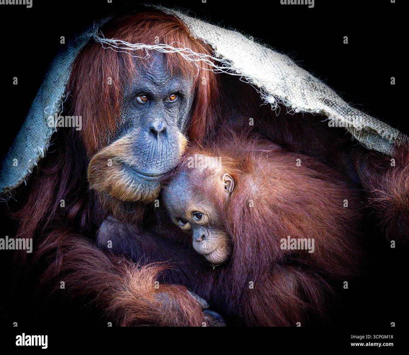 Animation Magazine #350 May/June Special Annecy Issue by Animation  Magazine, Inc. - Issuu, image size:1300x1130