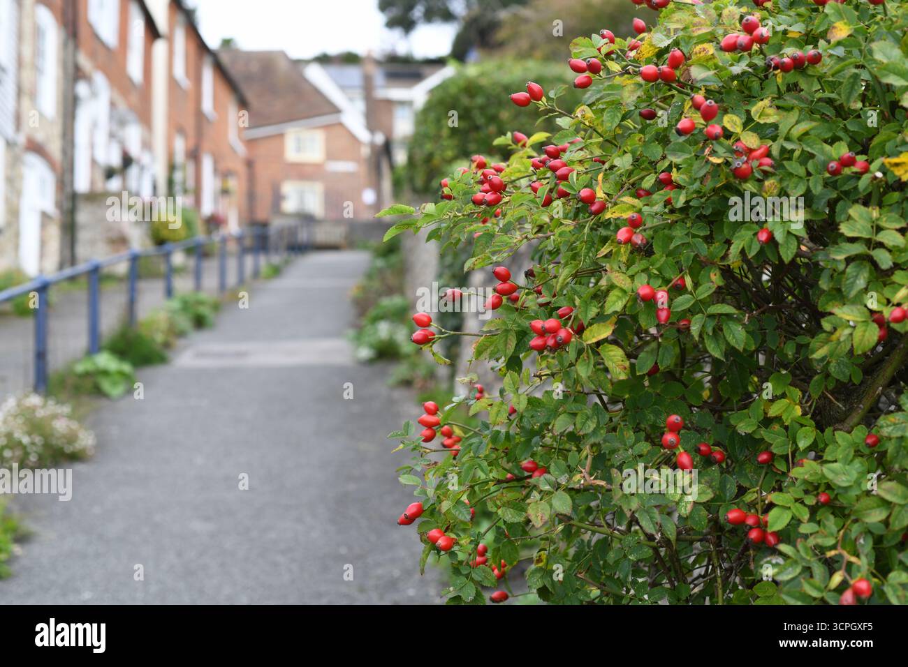 Rose hips by a lane Stock Photo