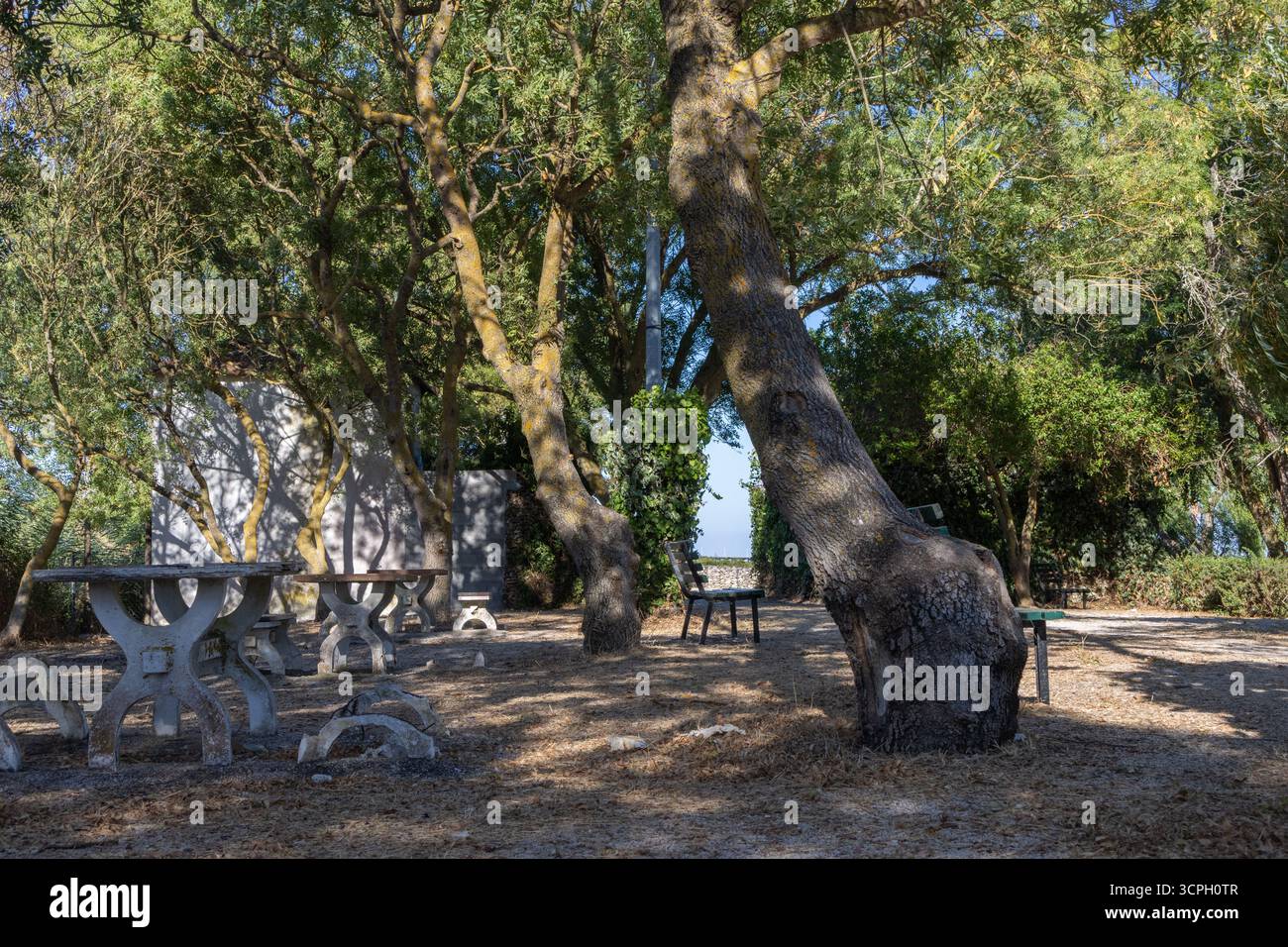 Tree Shading Table Picnic tables benches under shading hi-res stock photography and images ...