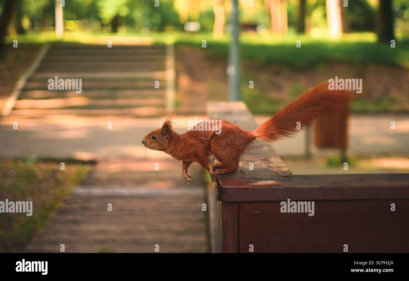 Red squirrel jumping Stock Photo