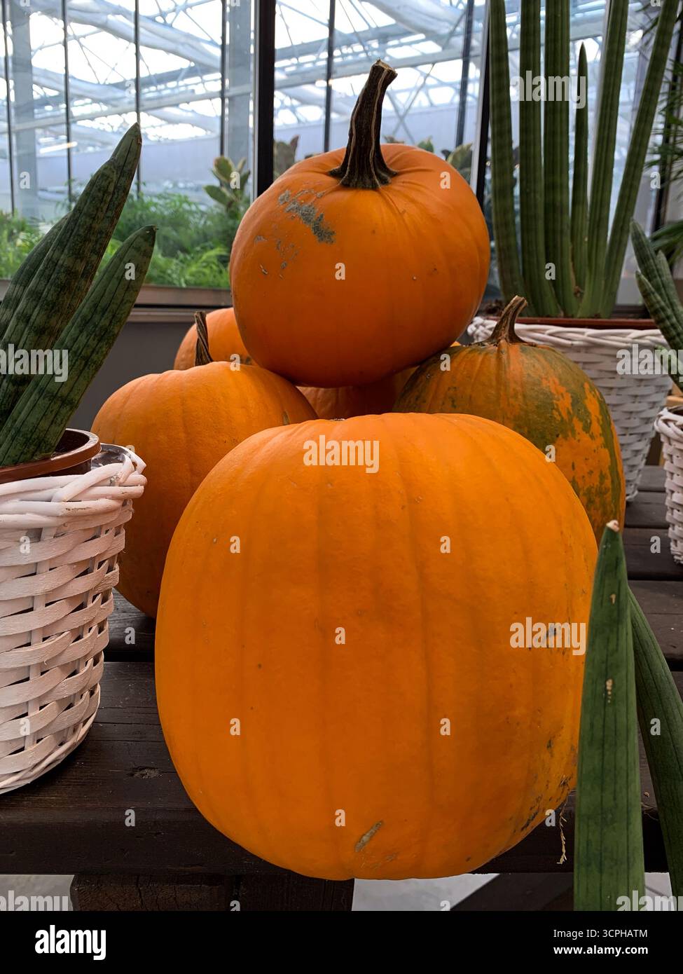 Pumpkins on the table. Autumnal Background. Concept of Thanksgiving day or Halloween. Harvest and decoration. Fall season. Organic eco-friendly food. - Smartphone Captured Stock Image