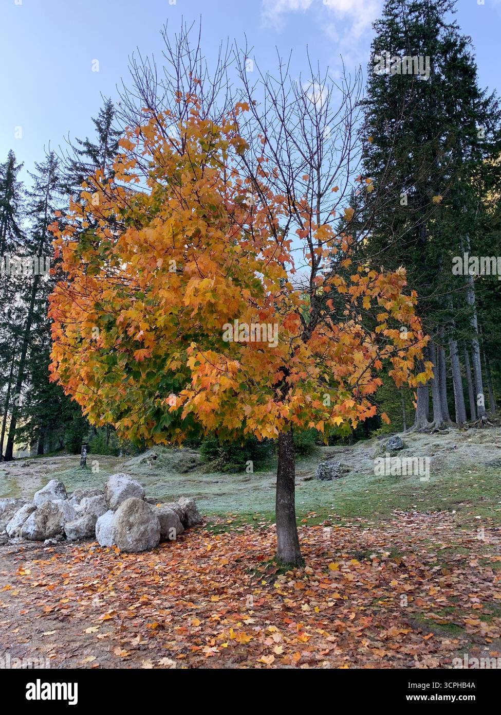 Lonely colourful tree near the Braies lake. Colourful autumn leaves on the ground. The Pragser Wildsee, or Lake Prags or Lake Braies in Dolomites. - Smartphone Captured Stock Image