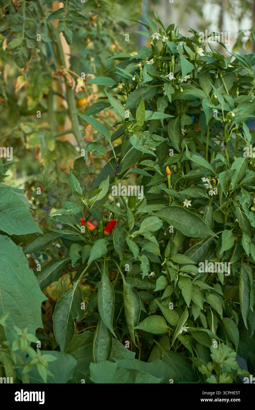Rows leafy green pepper hi-res stock photography and images - Alamy