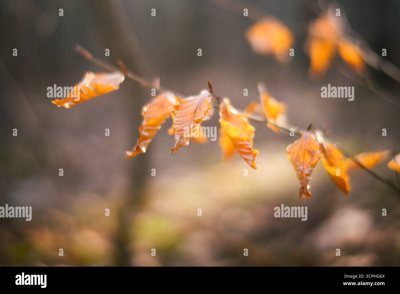 Beech tree leaves in fall Stock Photo