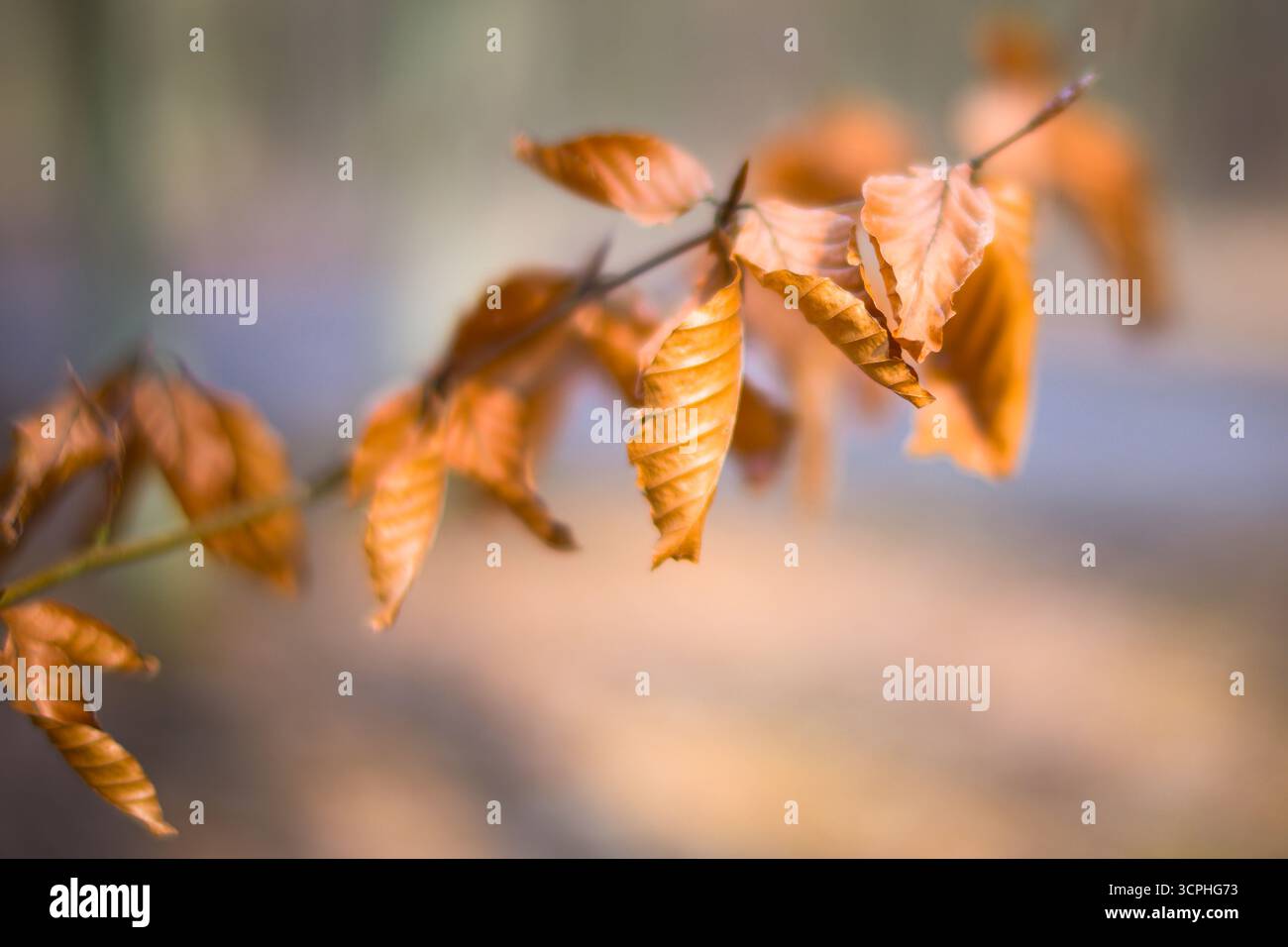 Beech tree leaves in fall Stock Photo