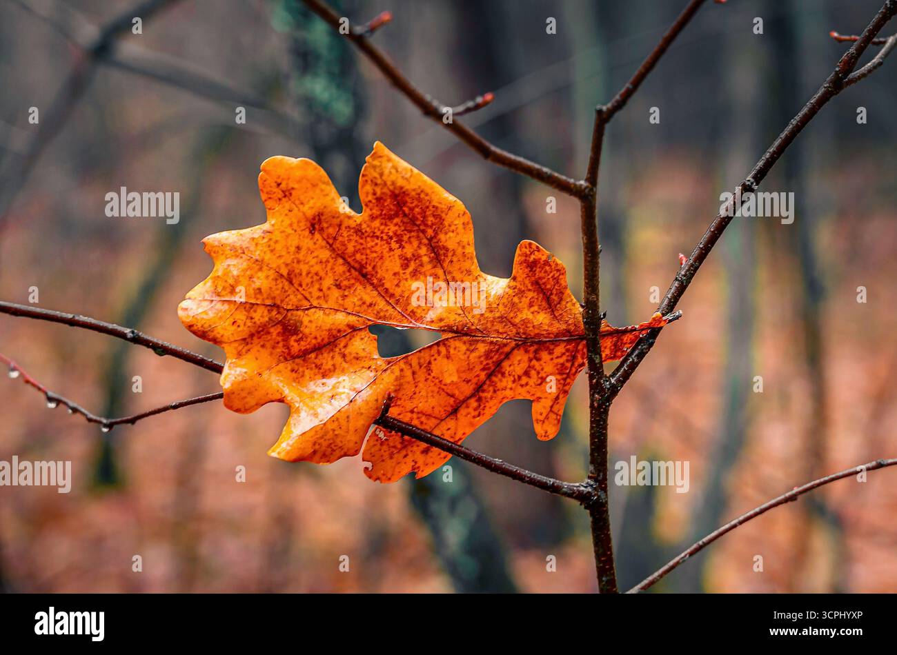 Orange oak leaf stuck in branch Stock Photo - Alamy