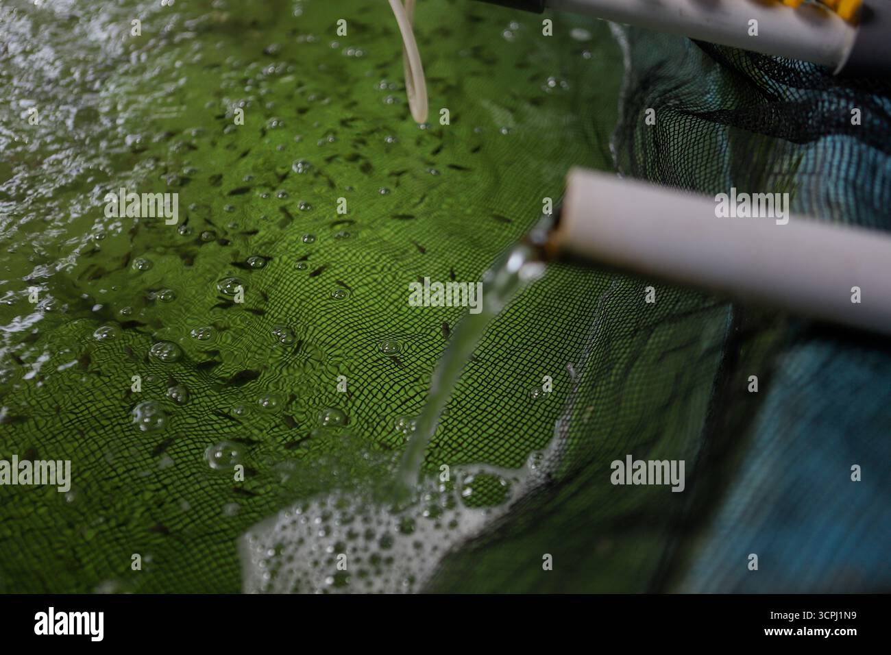 Indoor fish aquaculture system hi-res stock photography and images - Alamy