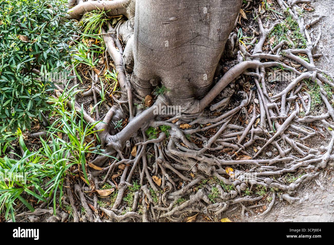 Gummibaum ficus elastica hi-res stock photography and images - Alamy