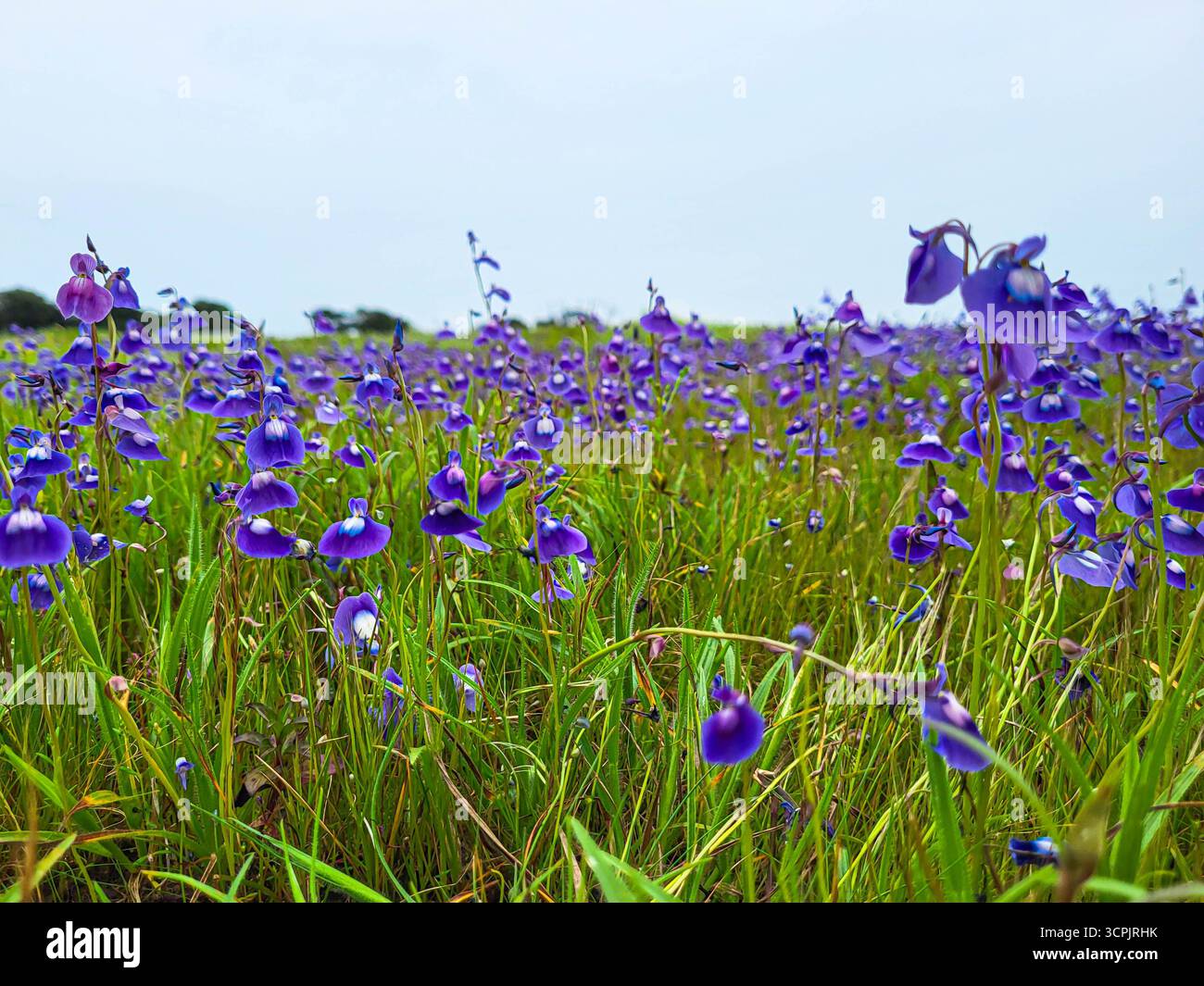 carnivorous plant flowers - Smartphone Captured Stock Image