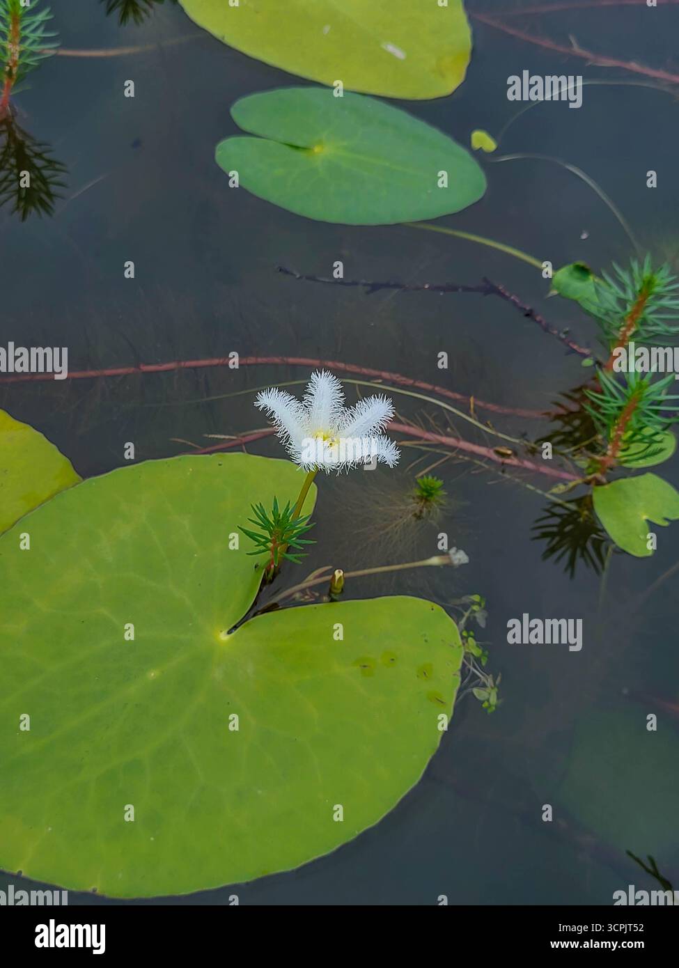 Water Snowflake or Nymphoides indica flower in the water - Smartphone Captured Stock Image