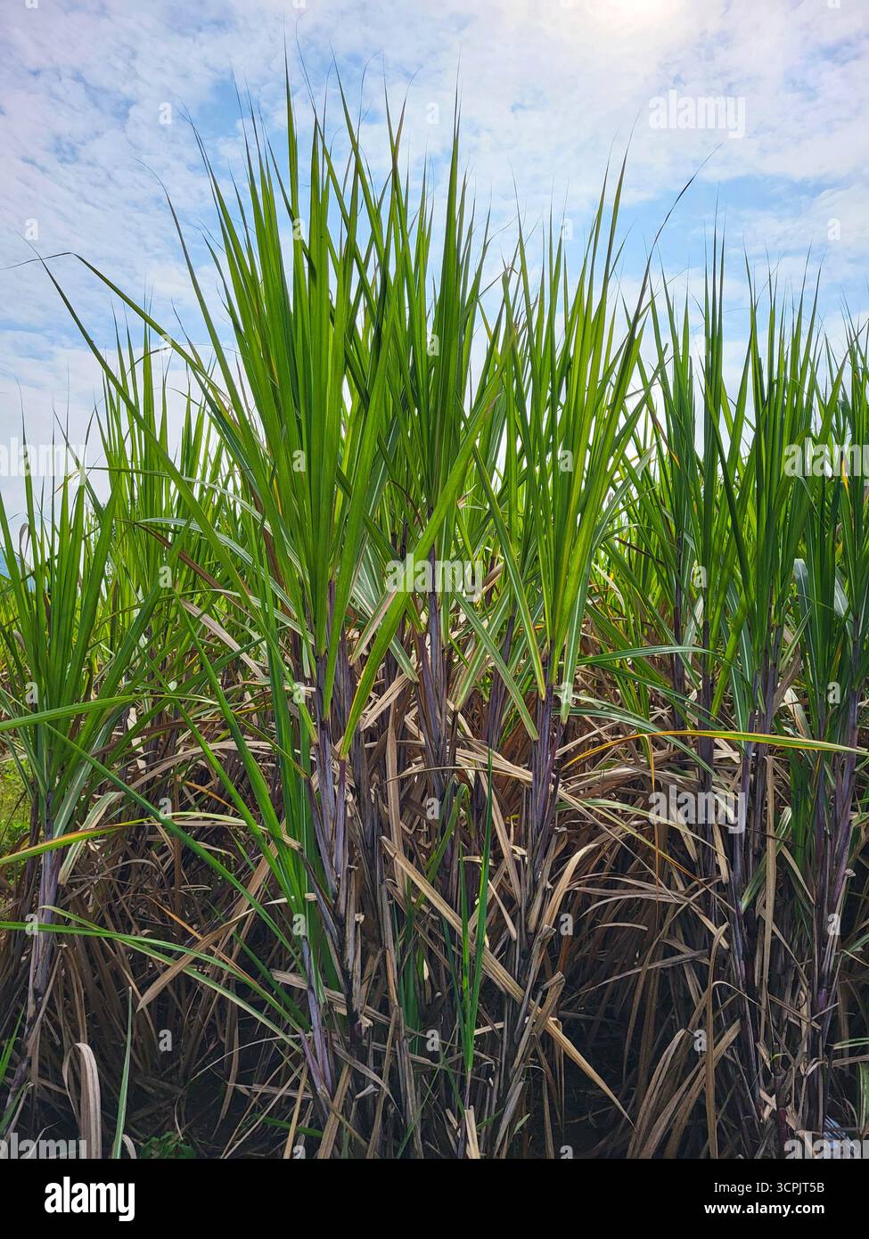 sugarcane or genus Saccharum farm - Smartphone Captured Stock Image