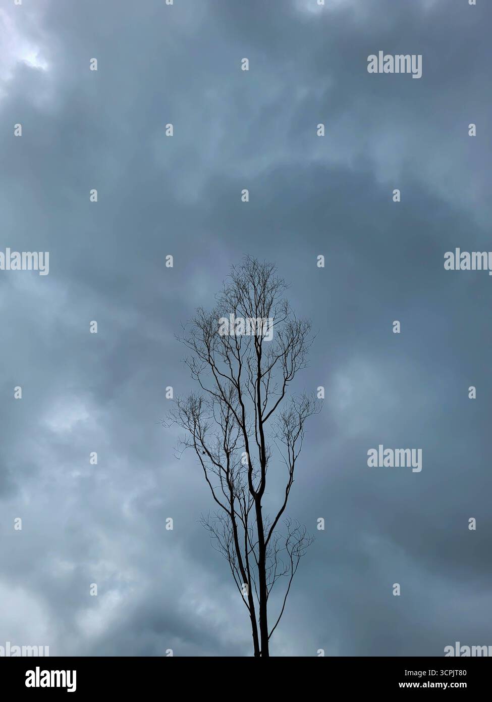 Tree branch without leaves in cloudy day - Smartphone Captured Stock Image