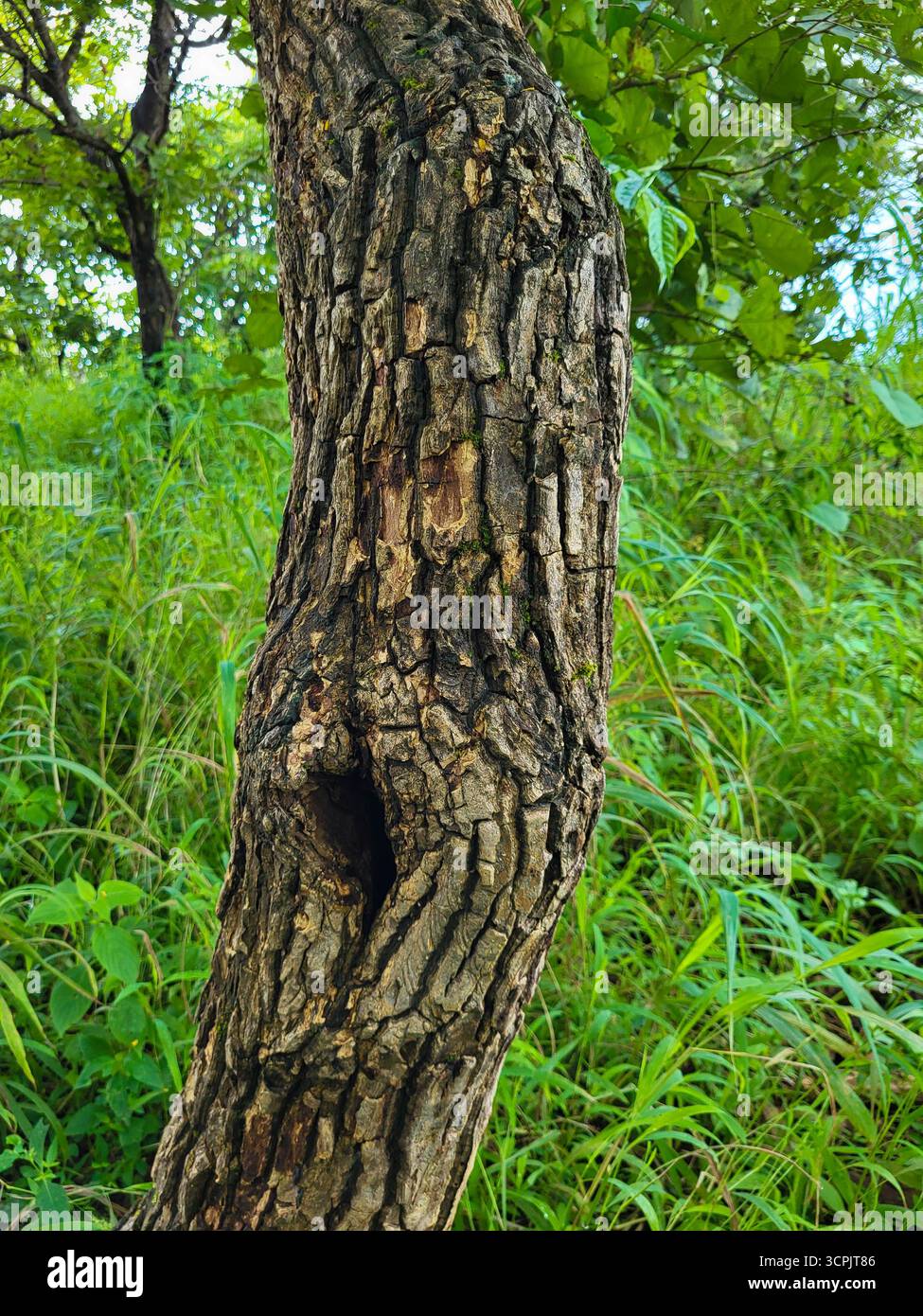 Tree bark Texture of Indian trees - Smartphone Captured Stock Image