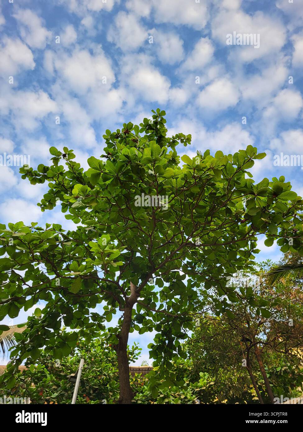 Indian Almond(Terminalia catappa) tree with sky - Smartphone Captured Stock Image