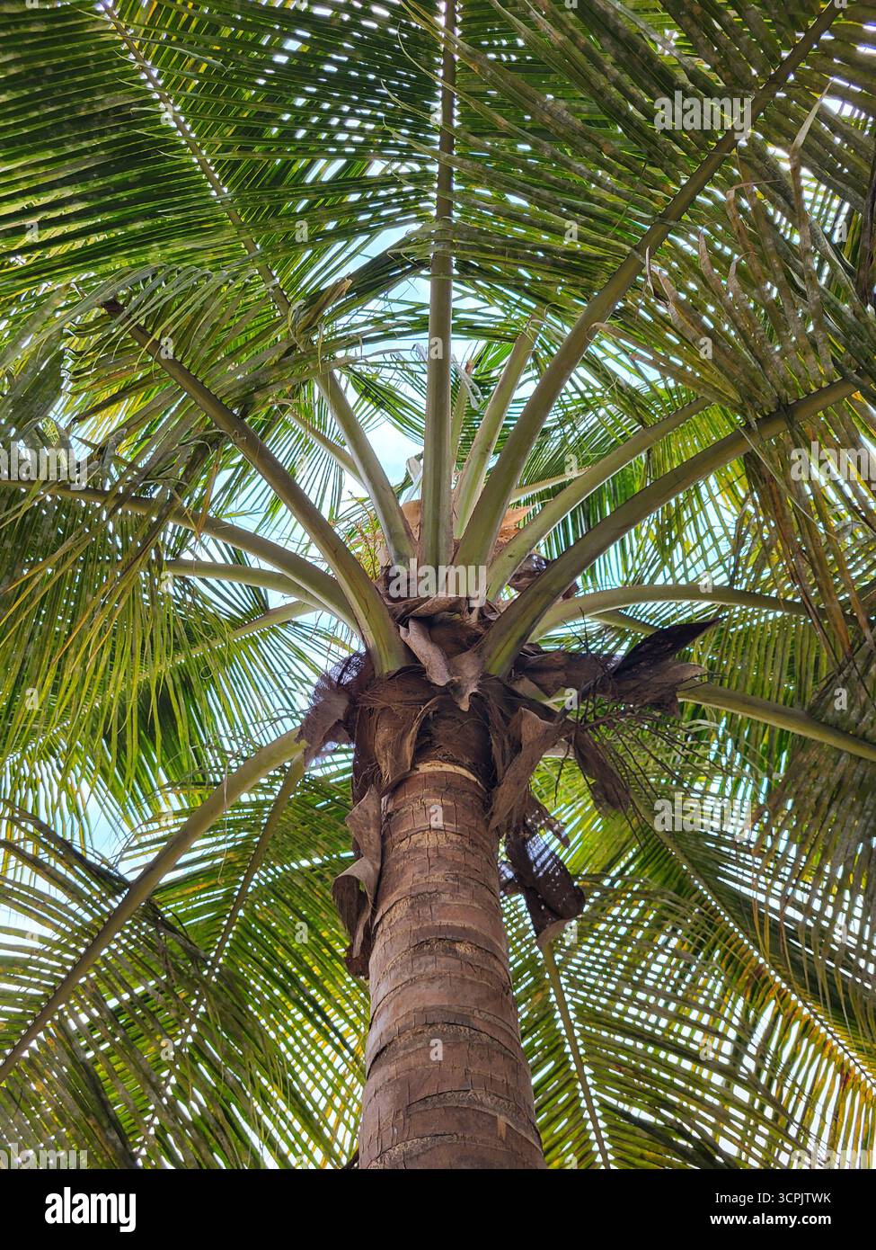 Palm trees in India - Smartphone Captured Stock Image