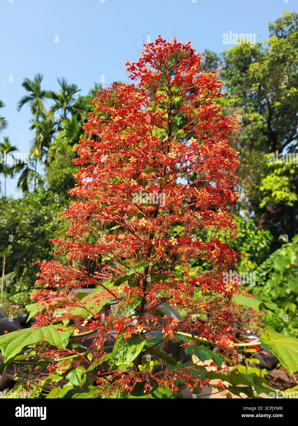 Clerodendrum paniculatum, commonly known as the Pagoda Flower - Smartphone Captured Stock Image