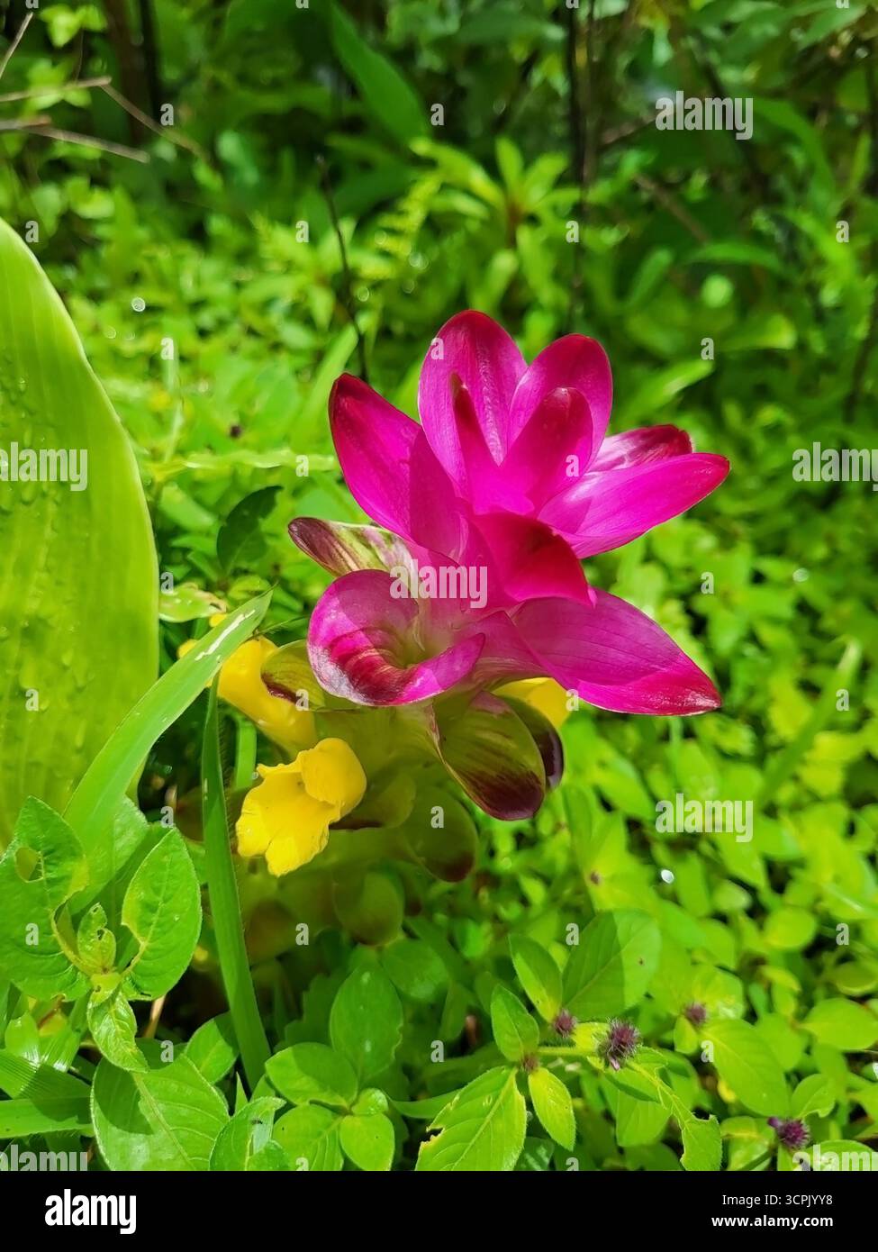 Siam Tulip(Curcuma alismatifolia), also known as Summer Tulip - Smartphone Captured Stock Image