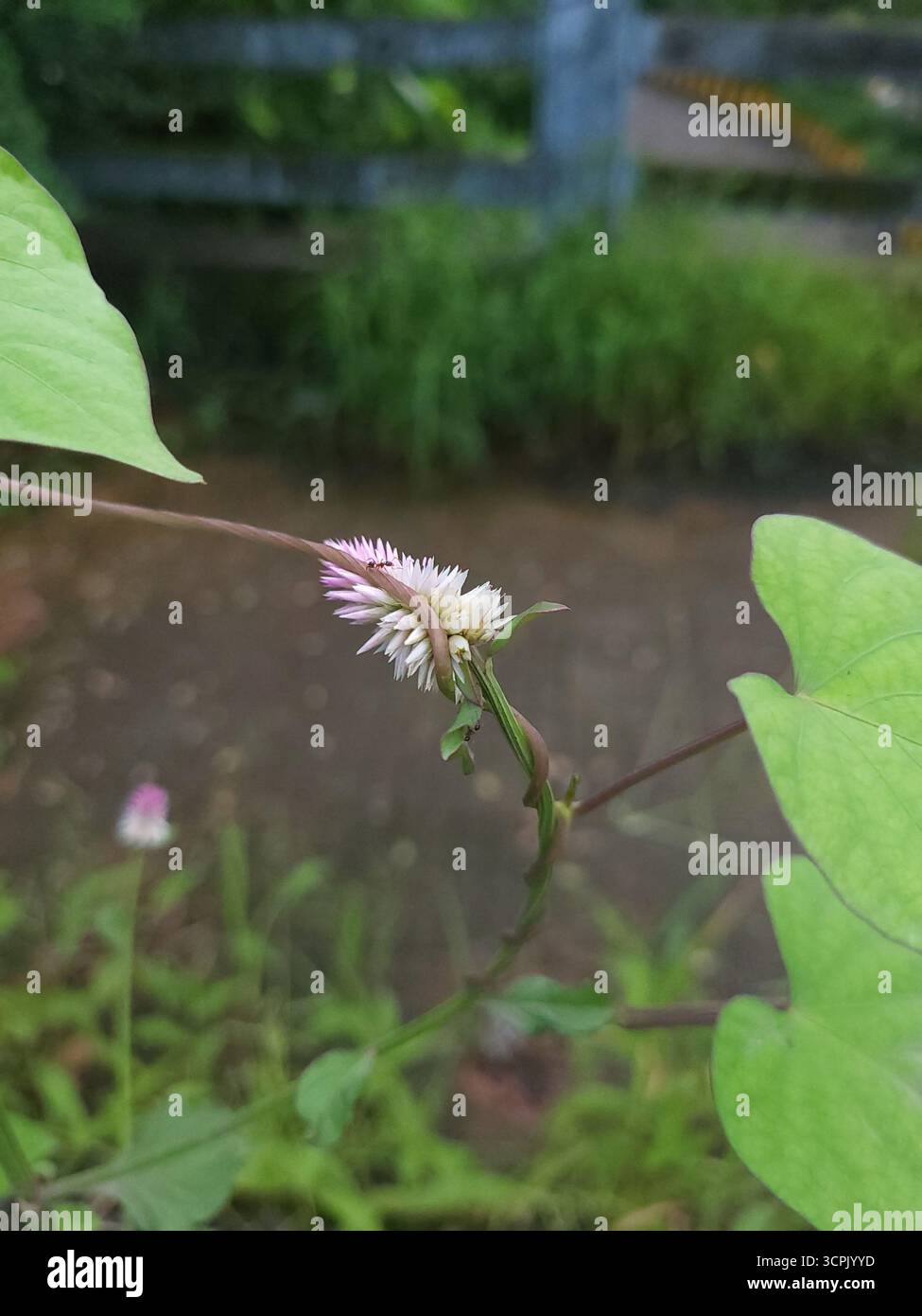 Celosia argentea plant , also known as Plumed Cockscomb. - Smartphone Captured Stock Image