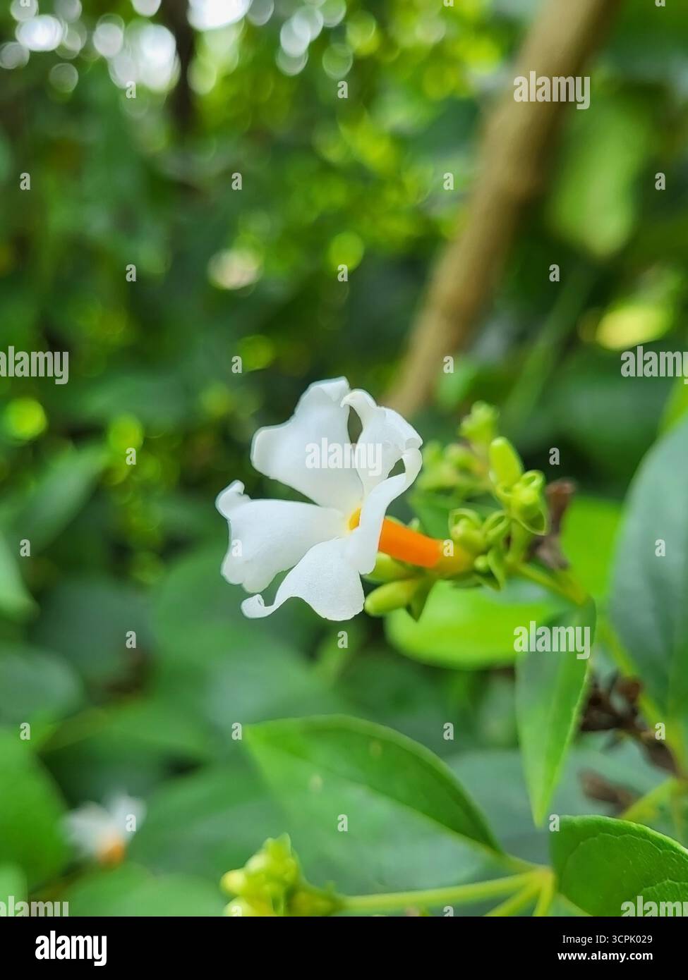 Night - flowering Jasmine, also known as Parijat - Smartphone Captured Stock Image