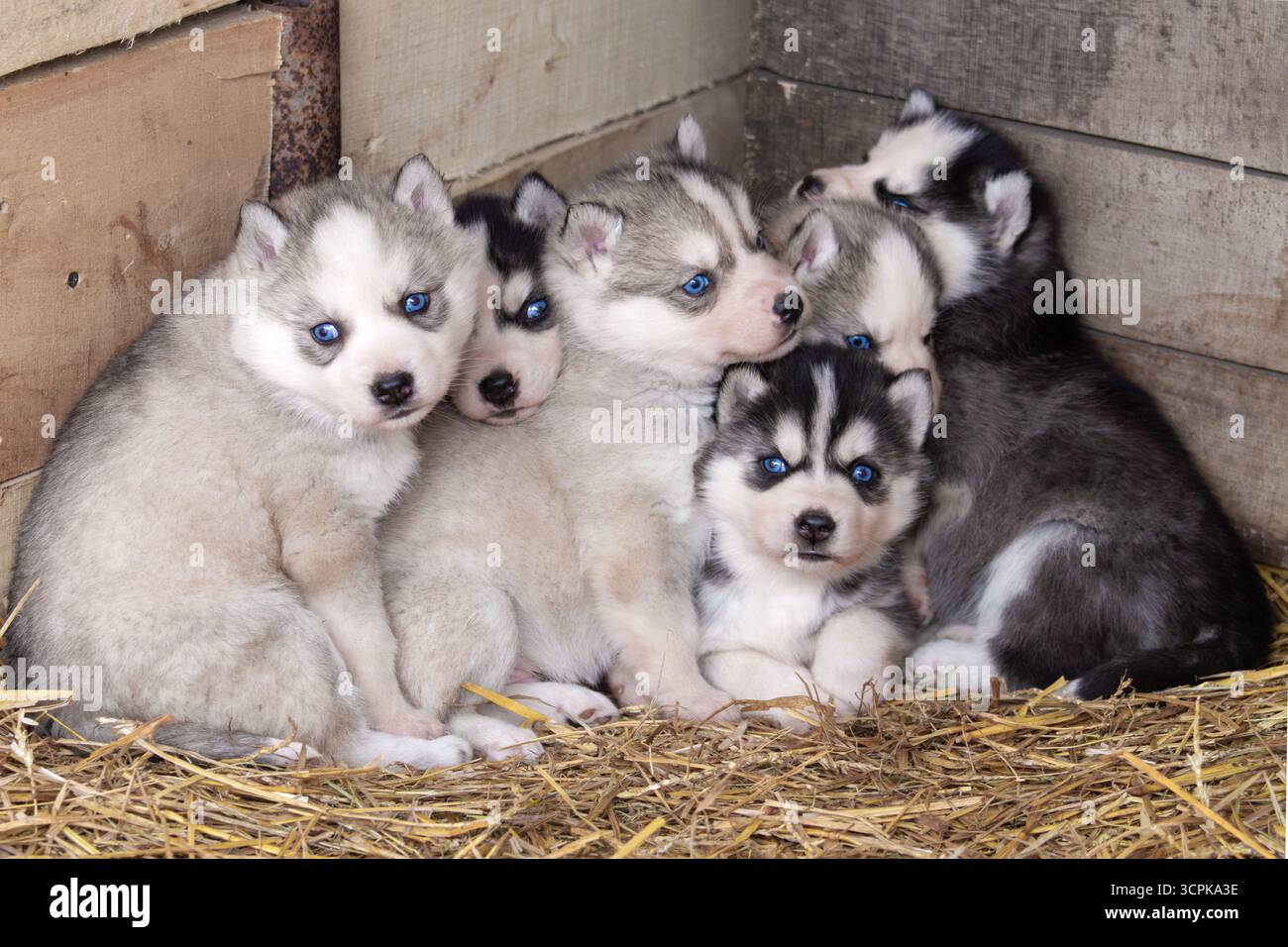 Siberian husky adult male hi-res stock photography and images - Alamy