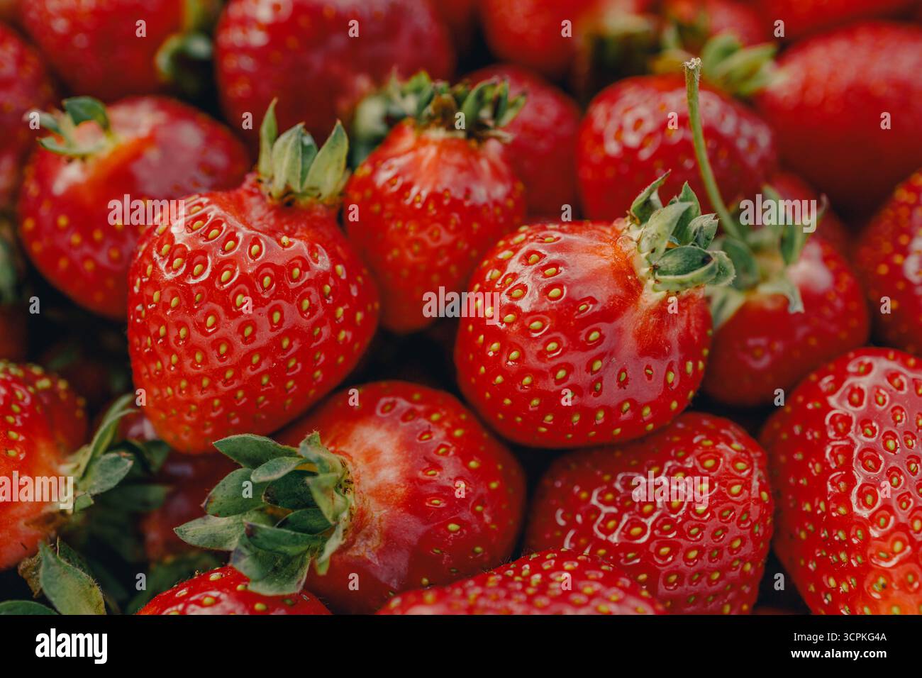 Fresh red strawberry background. Strawberries close-up, high resolution photography. Stock Photo