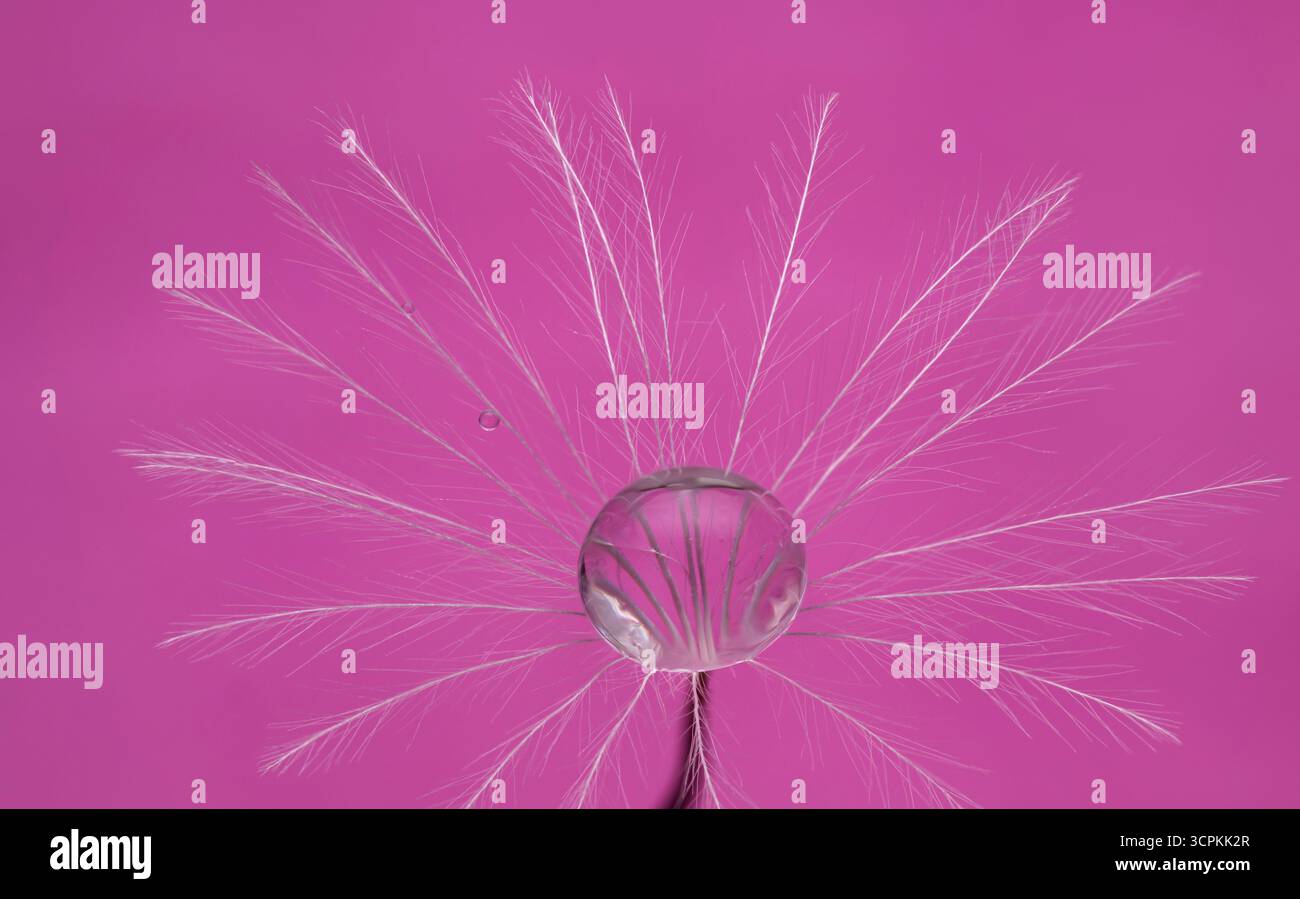 Droplet on dandelion clock with pink background Stock Photo