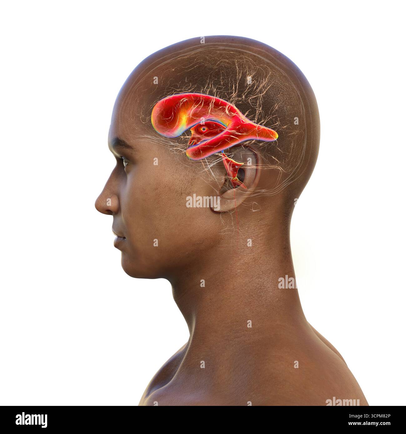Compressed Brain Man Skin anatomy human normal hi-res stock photography and images - Alamy
