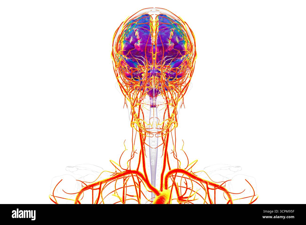 Arterial blood supply of the human brain, illustration Stock Photo - Alamy