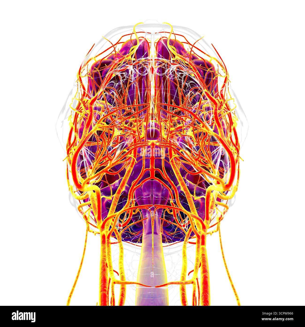 Arterial blood supply of the human brain, illustration Stock Photo - Alamy