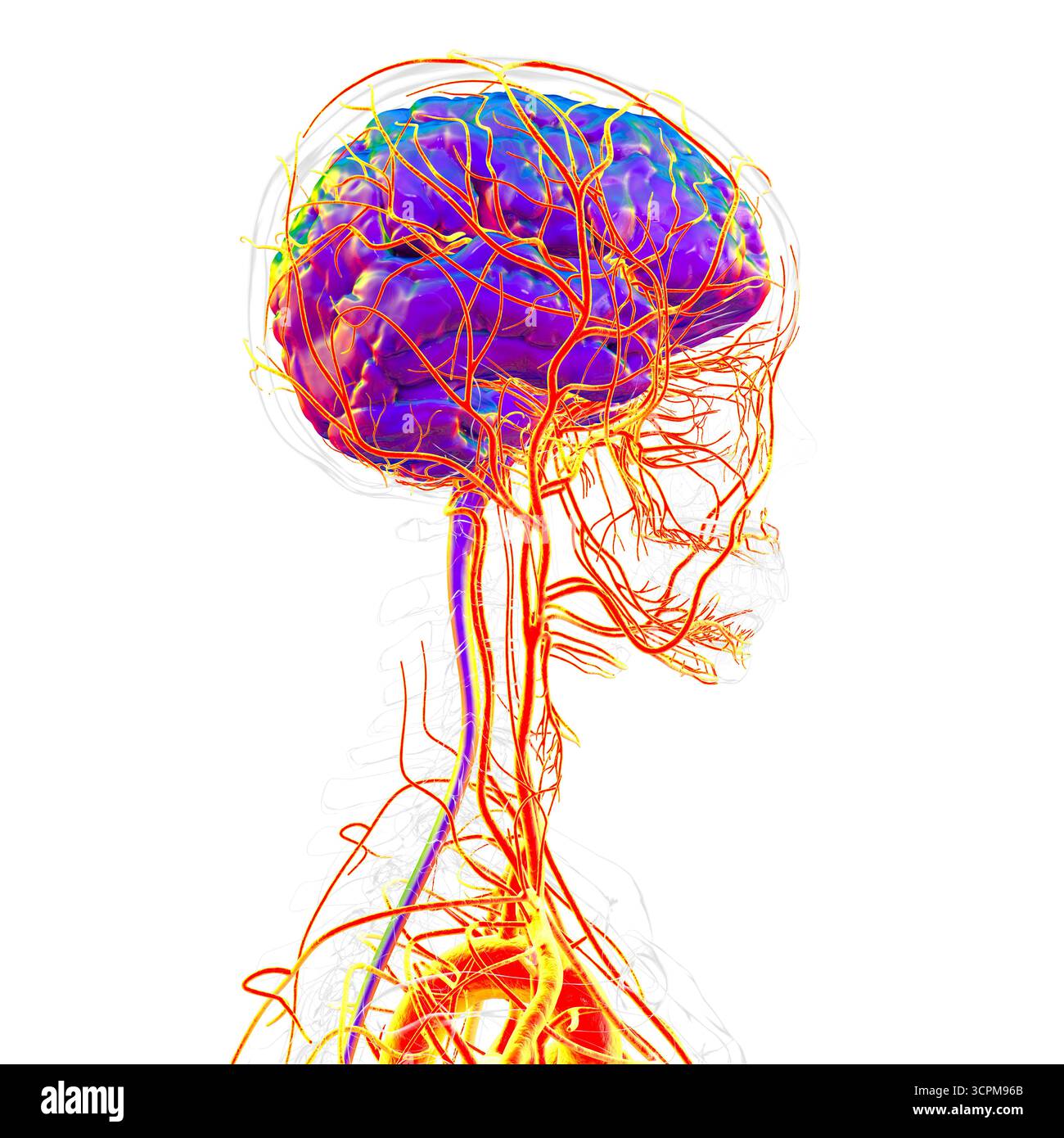 Arterial blood supply of the human brain, illustration Stock Photo - Alamy