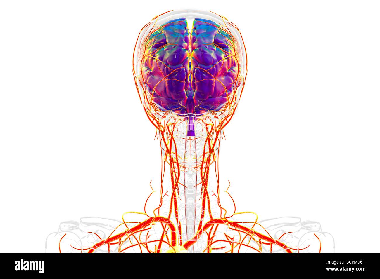 Arterial blood supply of the human brain, illustration Stock Photo - Alamy