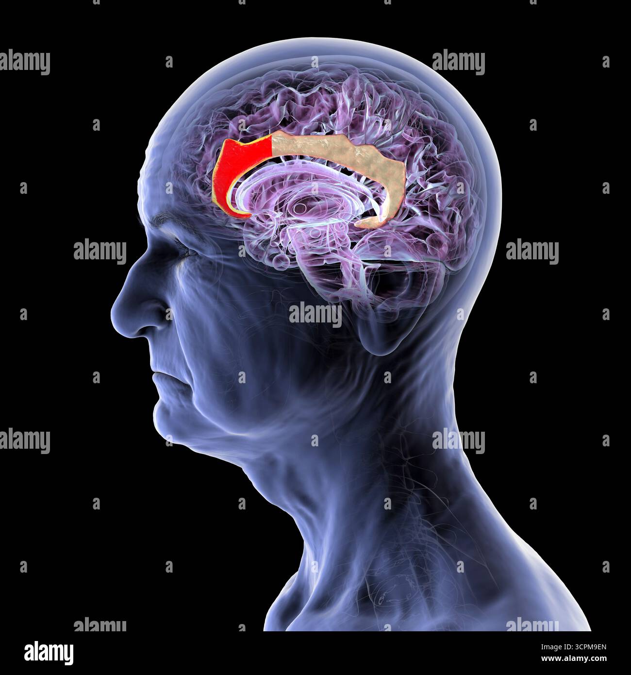 Illustration of an elderly human brain, with highlighted anterior ...
