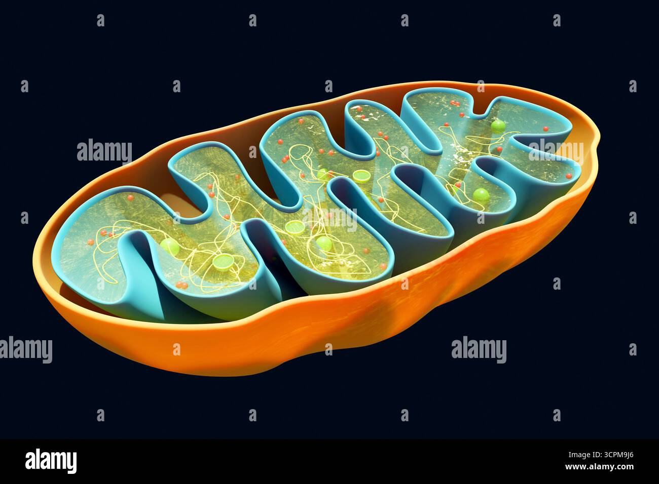 Computer illustration of a mitochondrion in cross-section. The ...