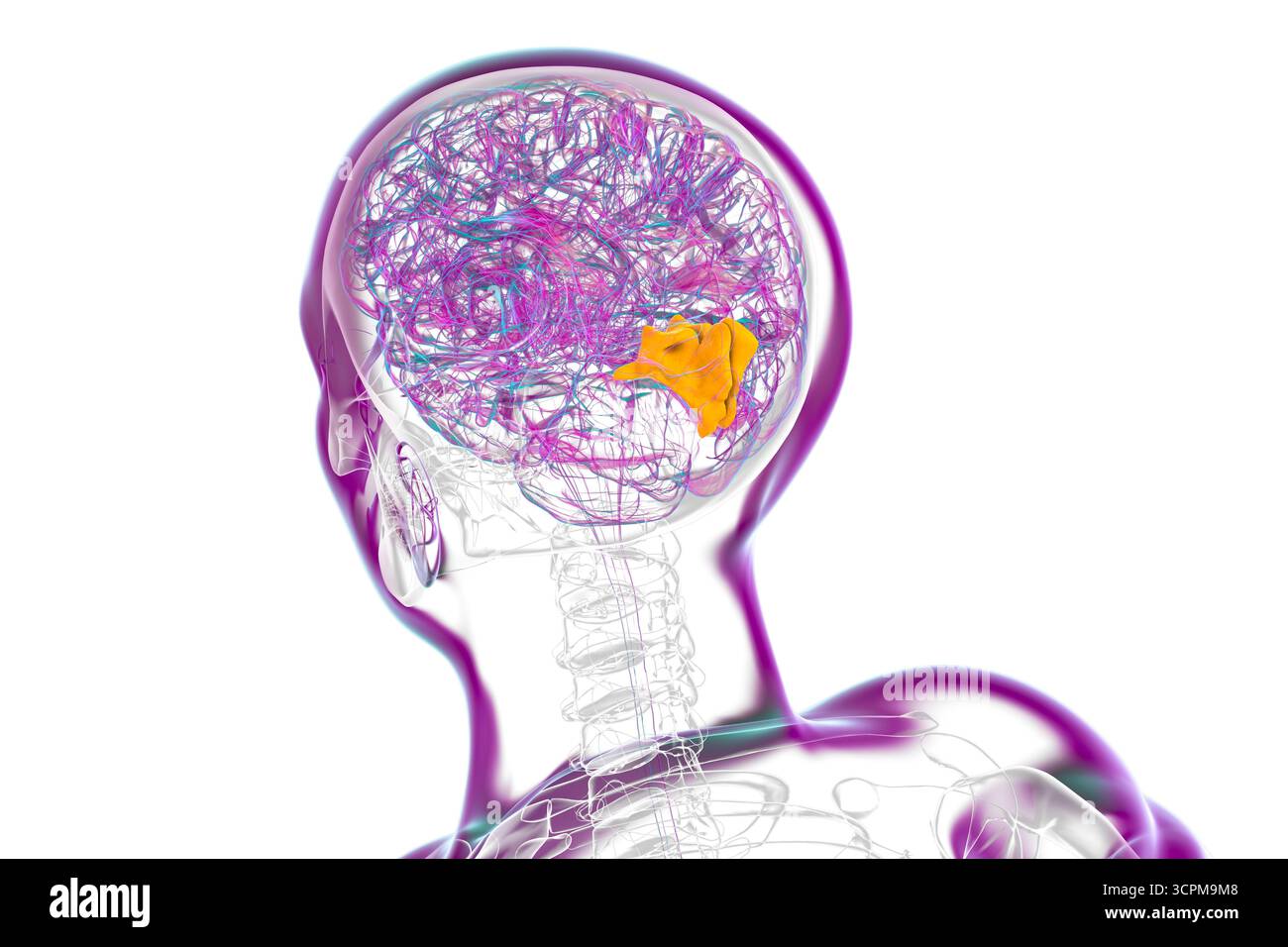 Spatial Map Brain Spatial mapping hi-res stock photography and images - Alamy
