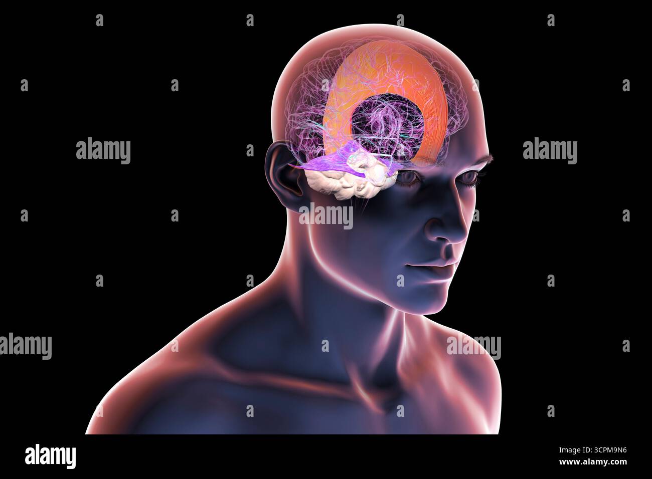 Illustration of a human brain with highlighted falx cerebri and ...