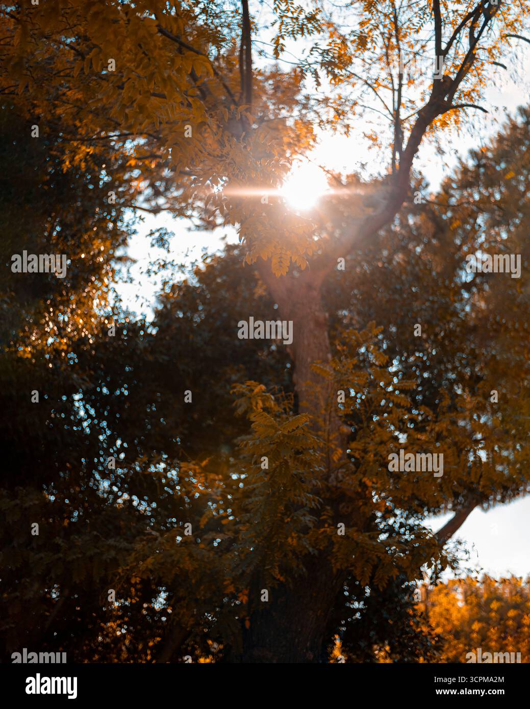 Low angle view of sunlight streaming through trees in forest Stock Photo