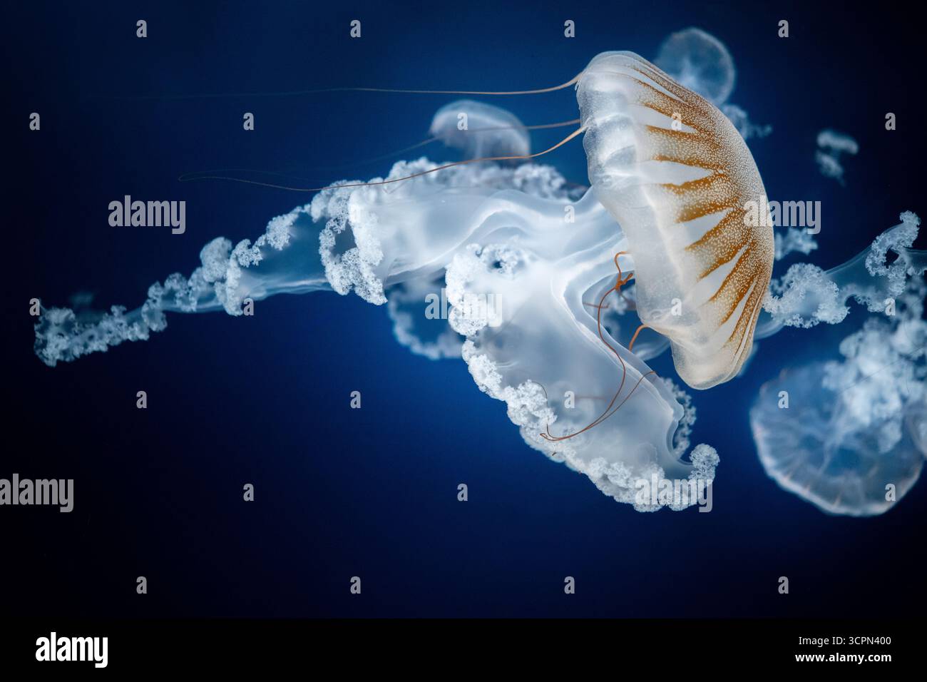 Graceful Jellyfish Floating in Deep Blue Ocean, Conveying Calm, Mystery ...