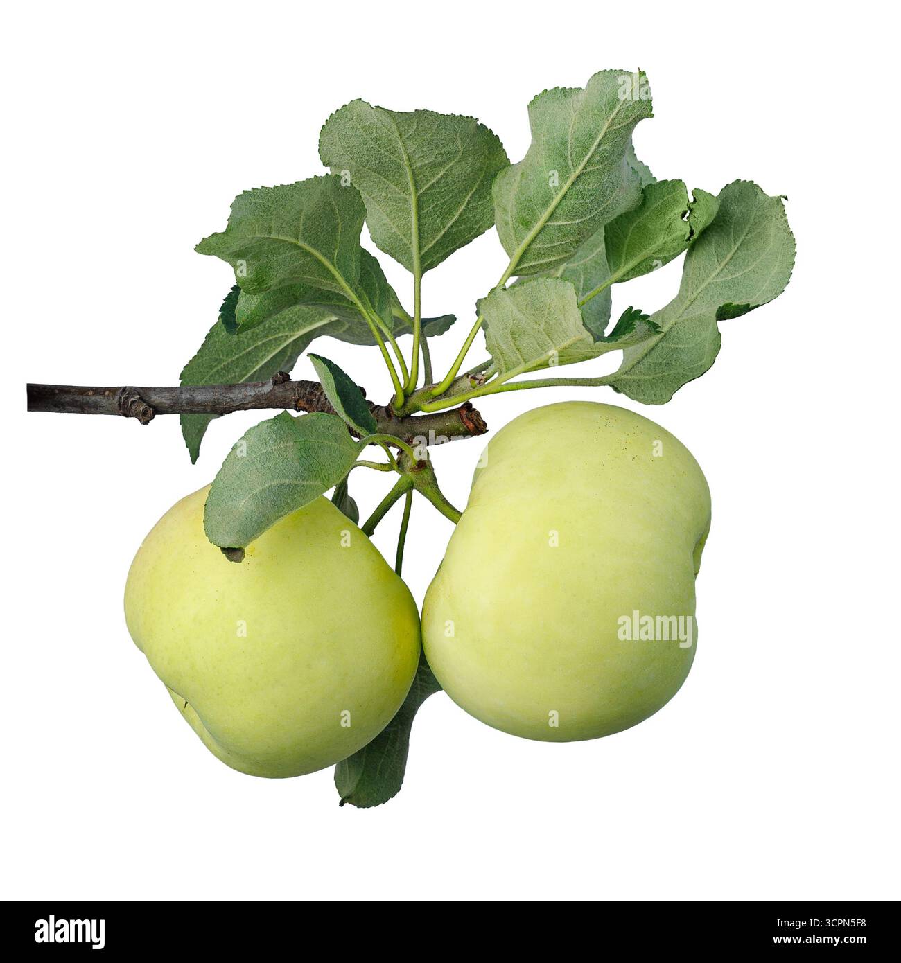 Branch with two green apples isolated on white Stock Photo